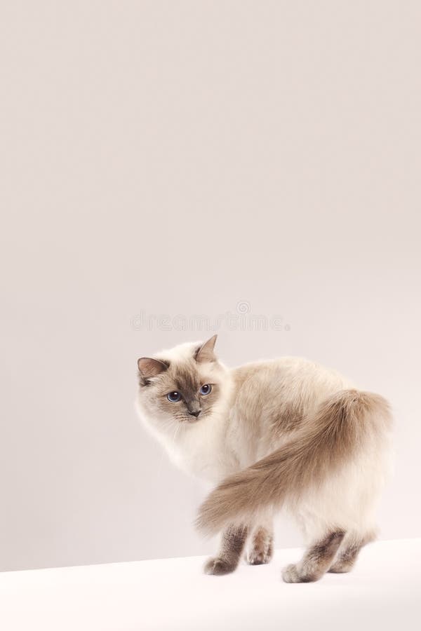 Long haired cat (ragdoll)