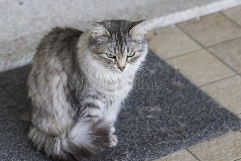 Long Haired Cat of Siberian Breed Sitting Outdoor Stock Image - Image of  breed, grey: 126298259