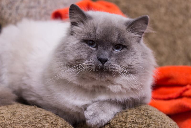 Long Haired Beige Cat Blue Eyes Stock Photos Download 54 Royalty