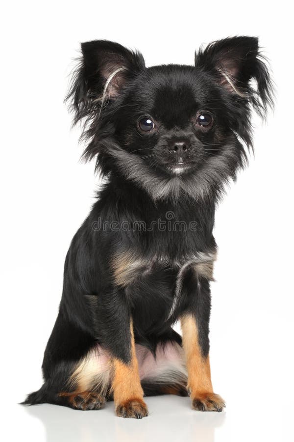 medium haired chihuahua