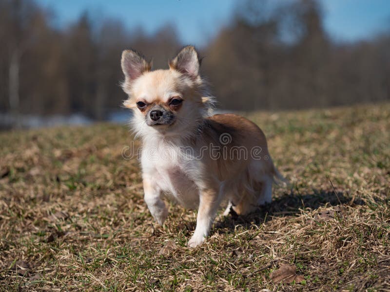 long coated chihuahua