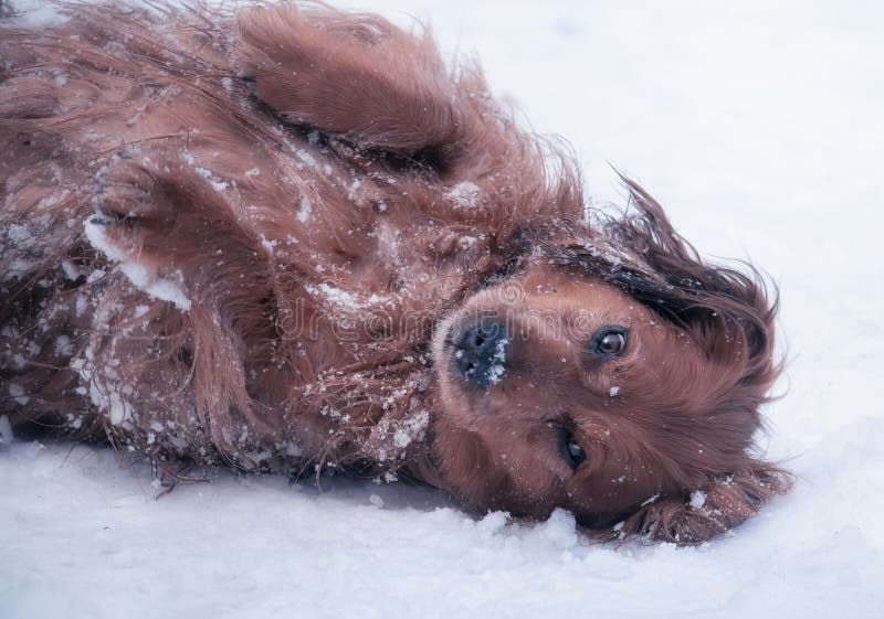 Long Haired Dachshund Dog Playing in the Snow Stock Image Image of