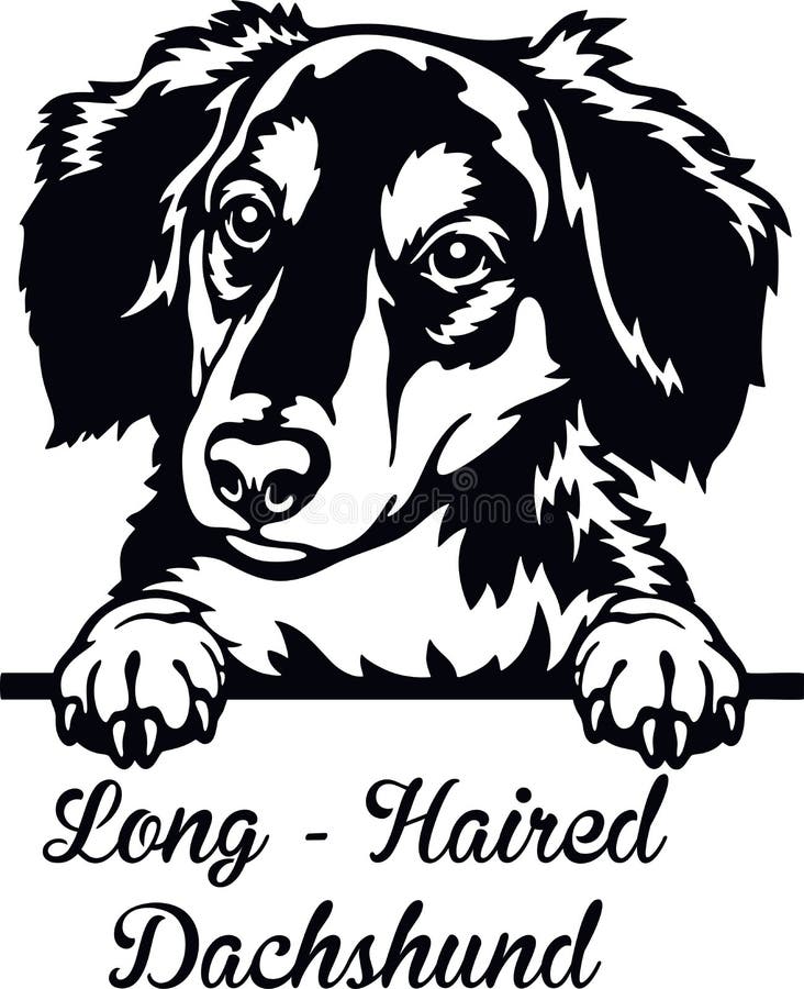 Long Haired Dachshund Stock Illustrations – 168 Long Haired Dachshund Stock  Illustrations, Vectors & Clipart - Dreamstime