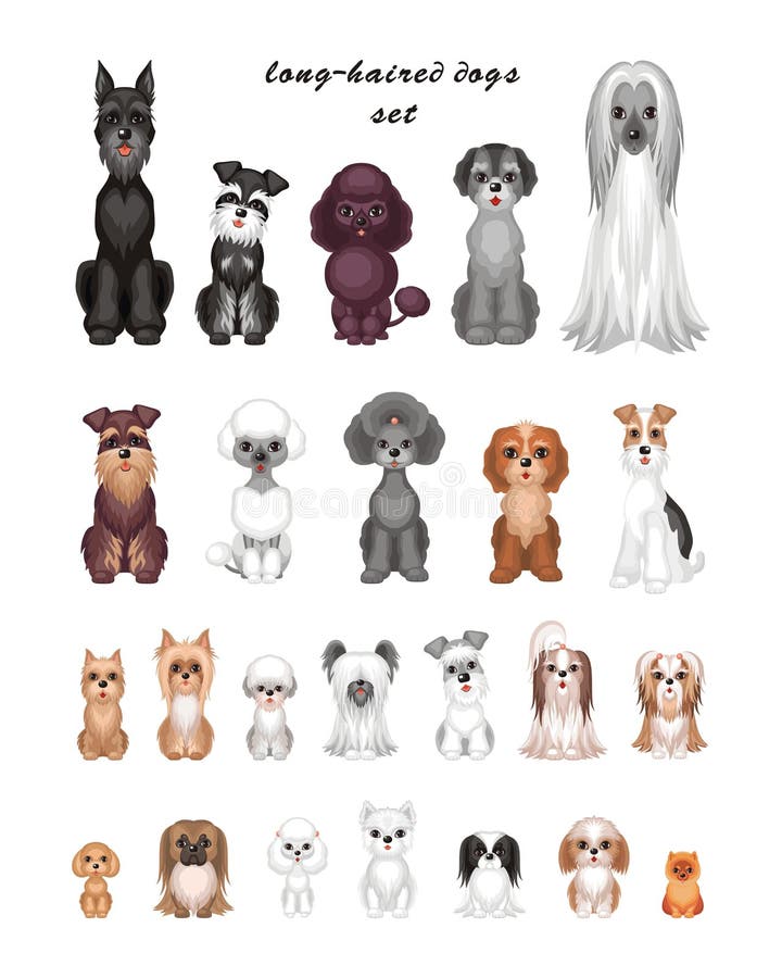 Long-haired dog breeds set stock vector. Illustration of miniature -  110903975