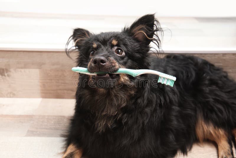 Long Haired Dog Holding Toothbrush Stock Image Image of doggie