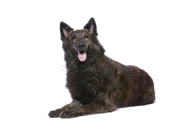 long haired dutch shepherd