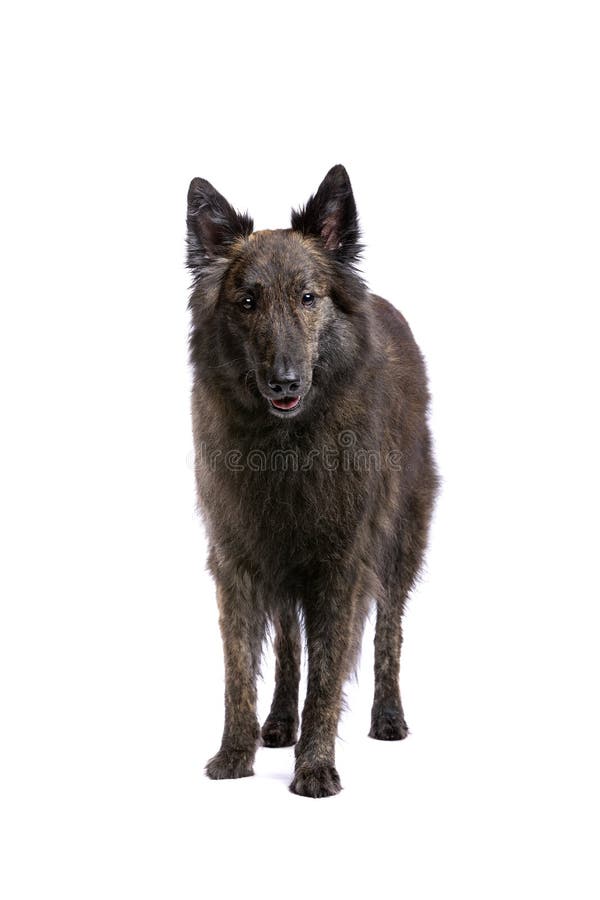 long haired dutch shepherd