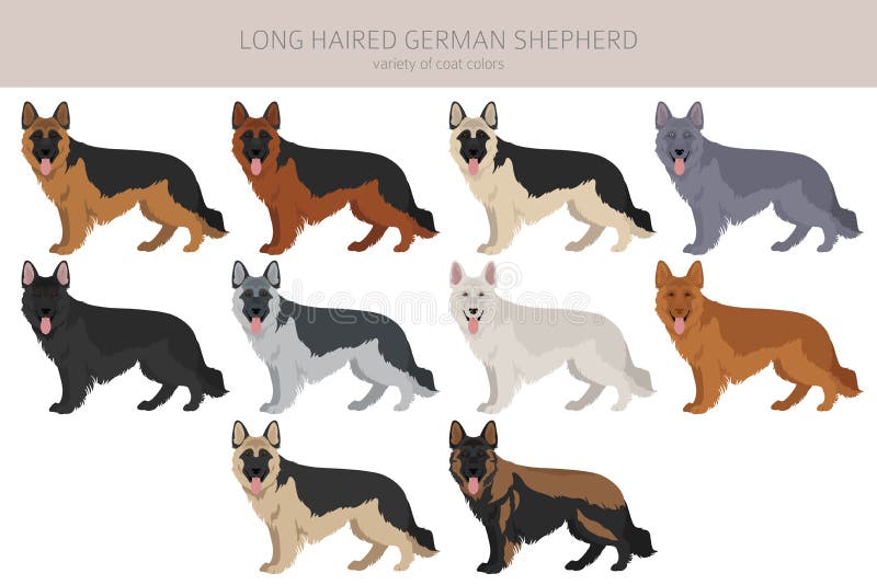 gsd coat types