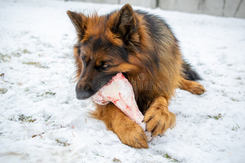 Long Haired German Shepherd Dog Eating a Bone in the Snow Stock Photo