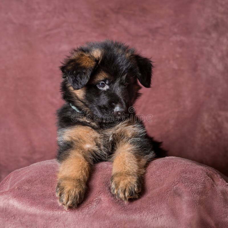 Long Haired German Shepherd Puppy Studio Portrait Stock Image Image