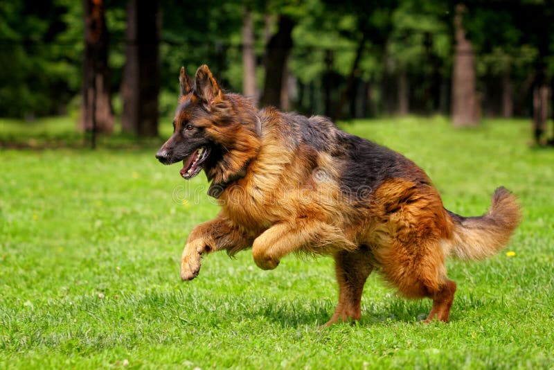 Ultimate Guide For The Long Haired German Shepherd  Animals Home