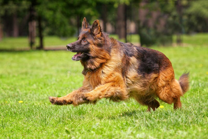 double coat long haired german shepherd