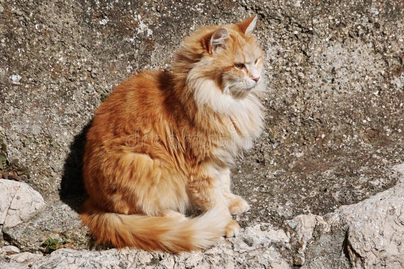 879 Long Haired Ginger Cat Stock Photos - Free & Royalty-Free Stock Photos  from Dreamstime