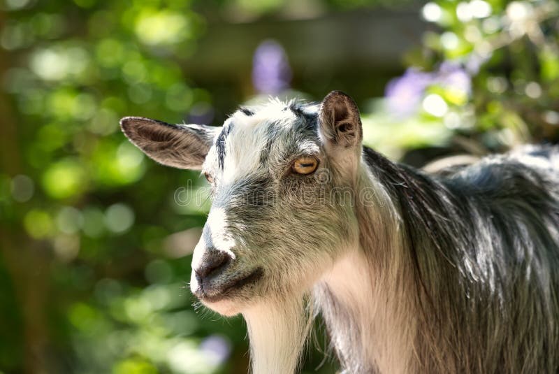 Long-Haired Goat with Goatee