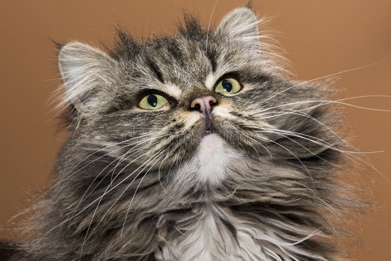 Long haired grey tabby cat stock photo. Image of domestic 240534342