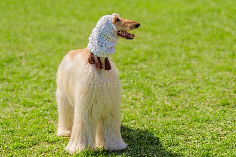 Long Haired Greyhound in the Park Stock Image Image of animal, canine