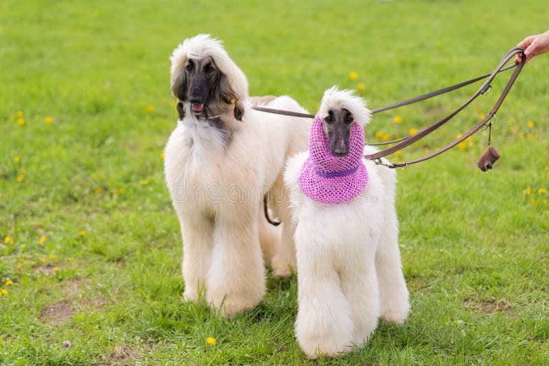 Long Haired Greyhound in the Park Stock Photo Image of hair, closeup