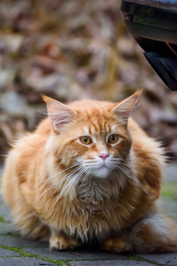 Long Haired Maine Coon Ginger Cat Stock Image - Image of orange, haired ...