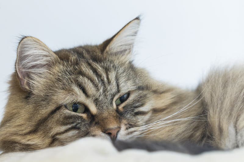 long haired tabby cat long haired tabby cat