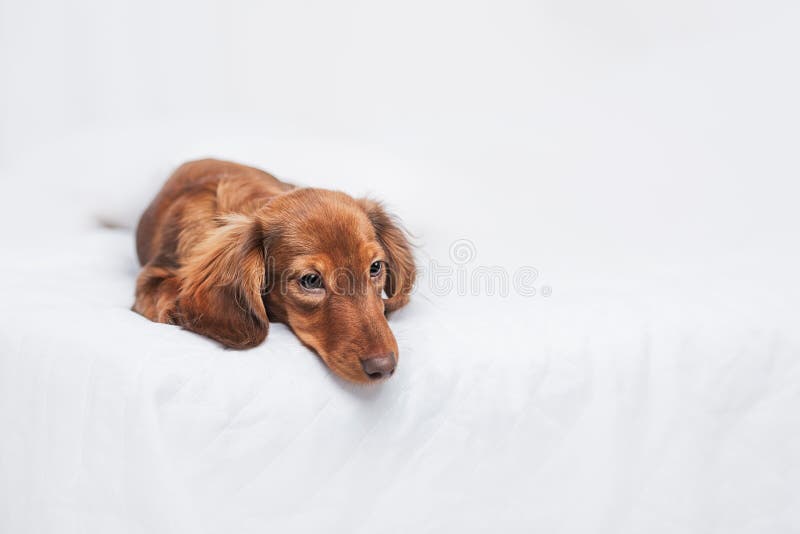 Long Haired Miniature Dachshund Stock Photos Download 1 458