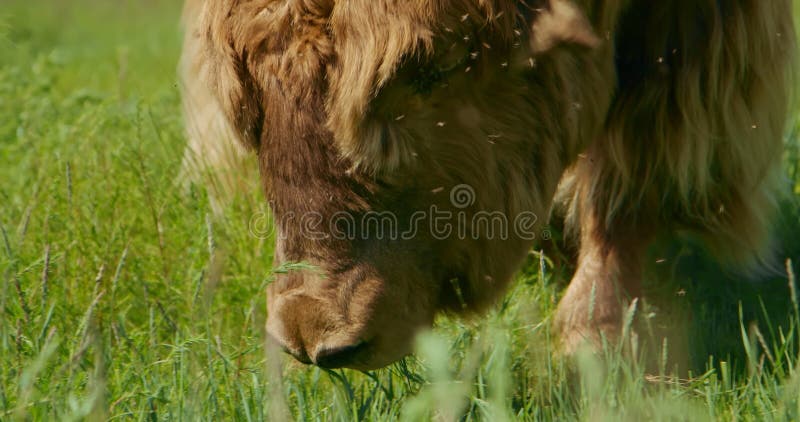 The long-haired muskox roams around the summer meadow, contentedly munching on juicy green grass beneath its hooves. He