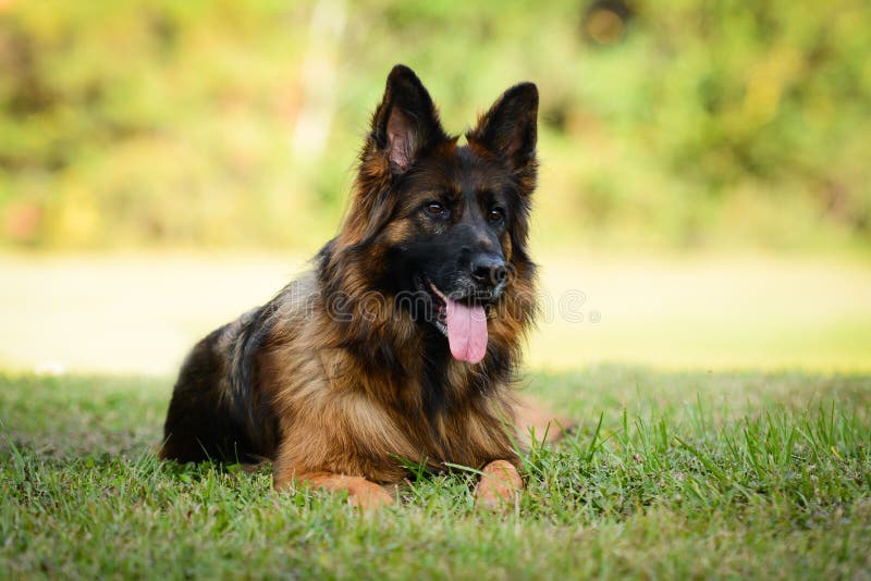 Long Haired Red And Black German Shepherd Dog Stock Image - Image of