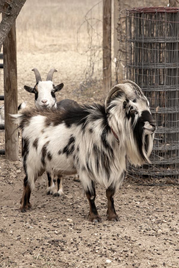 184 Nigerian Dwarf Goat Stock Photos - Free & Royalty-Free Stock Photos  from Dreamstime