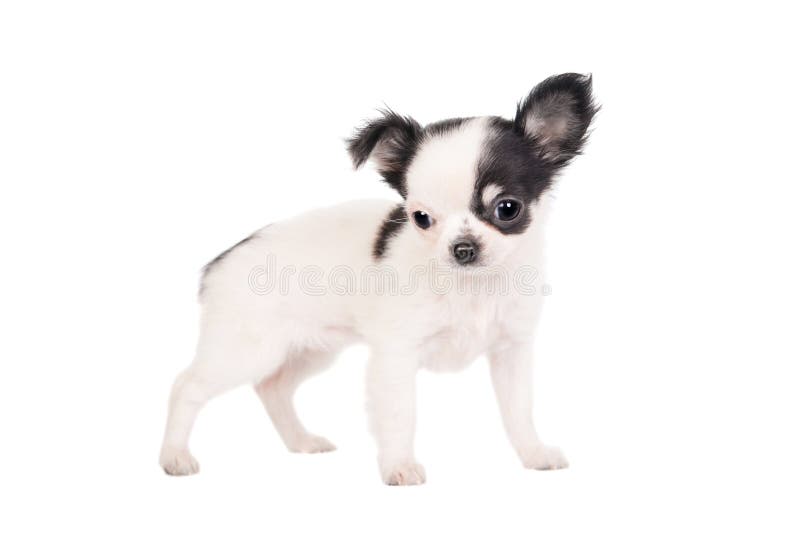 Longhaired chihuahua dog stock image. Image of haired 17657041