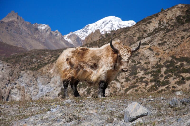 Nepalese Longhaired Yak,Himalaya Mountains Stock Photo Image of