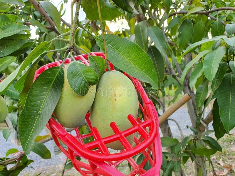 1 830 Fruit Picker Photos Free Royalty Free Stock Photos From Dreamstime