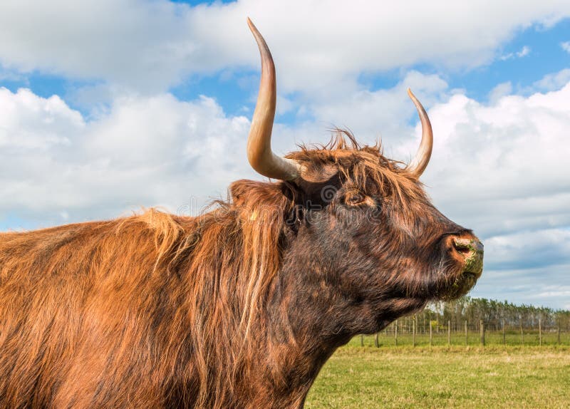 Long Horn Highland Cow stock photo. Image of animal, horns 47818370