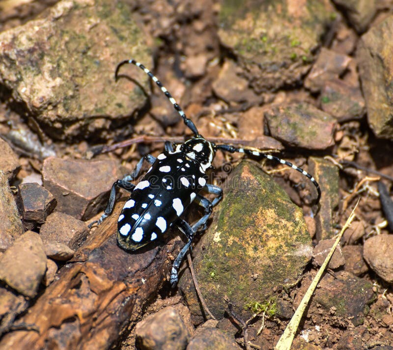 Long-horned beetle