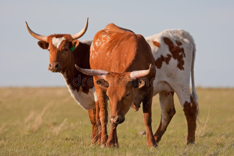LongHorned Cattle stock image. Image of brown, mammal 9411183