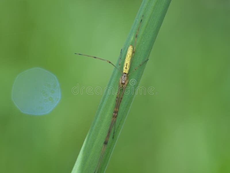 Long Jawed Orb Weavers Spider on the Grass Stock Photo - Image of ...