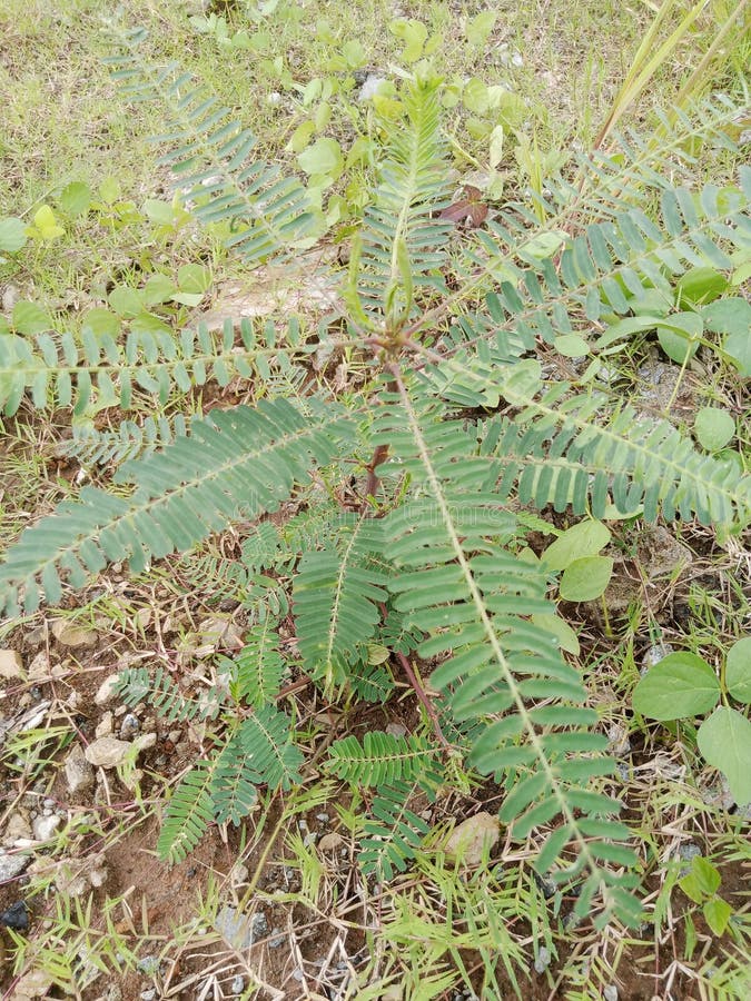 Long leaf wild plant stock photography