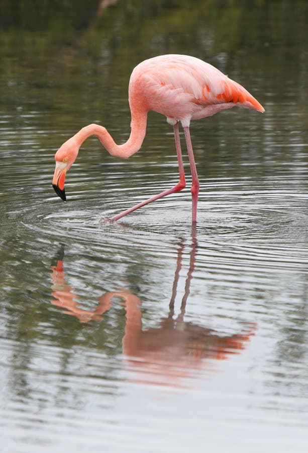 Long Leg Flamingo