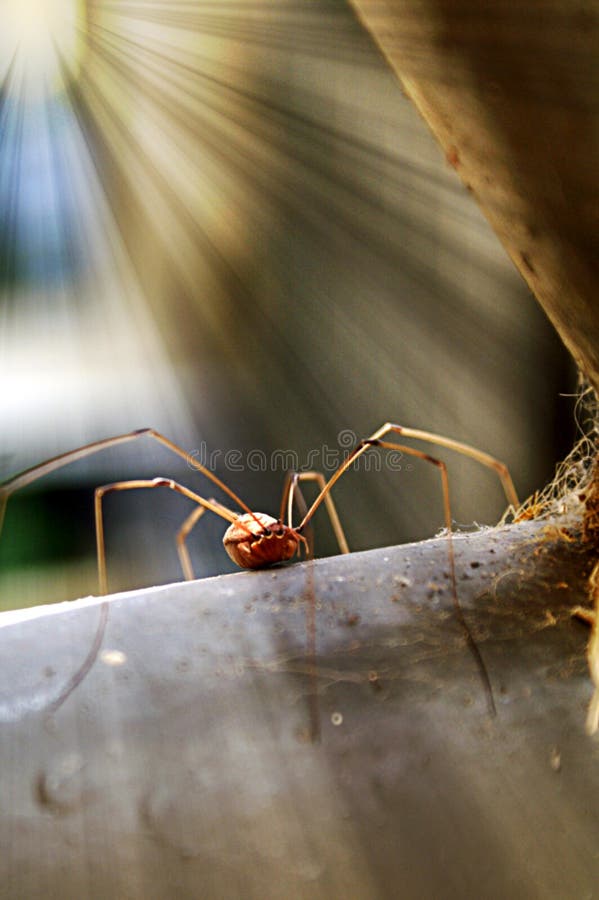 Long Leg Spider With Nest in Sunlight