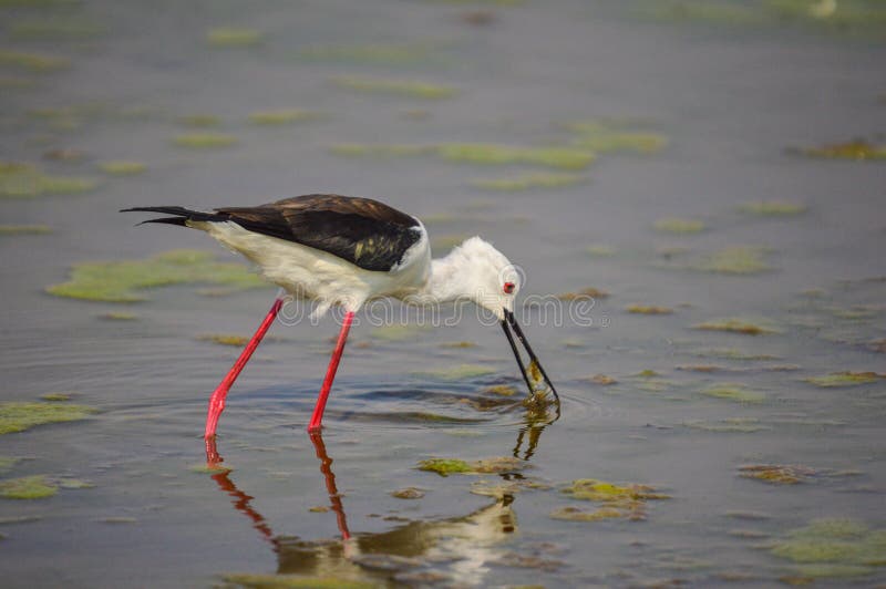 Long Legged Black Winged Stilt and it`s Reflection in a Marsh in