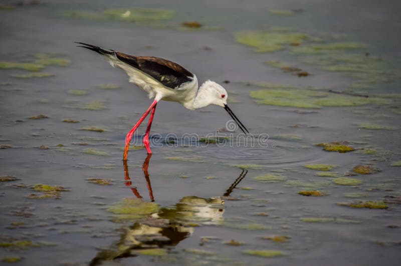 Long Legged Black Winged Stilt and it`s Reflection in a Marsh in