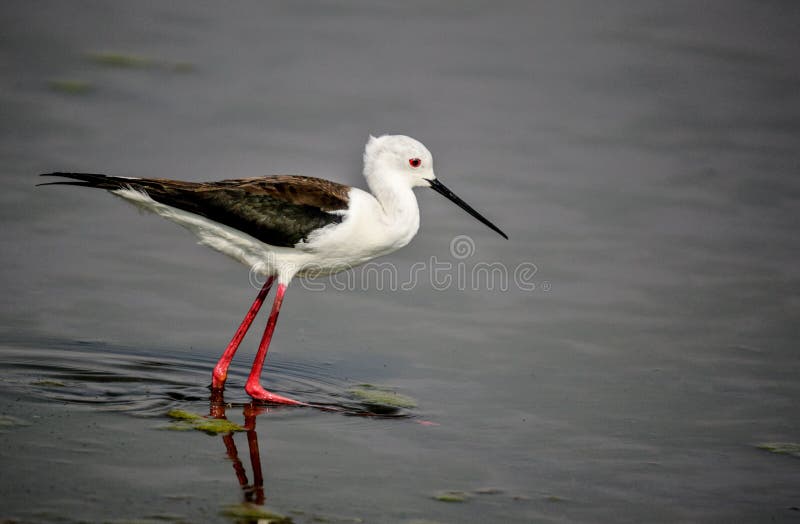 Long Legged Black Winged Stilt and it`s Reflection in a Marsh in