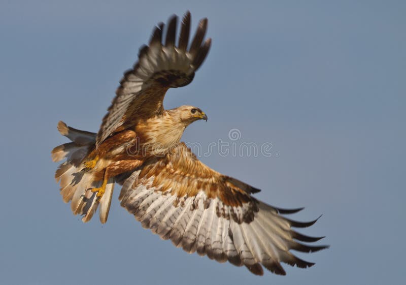 Long-legged Buzzard