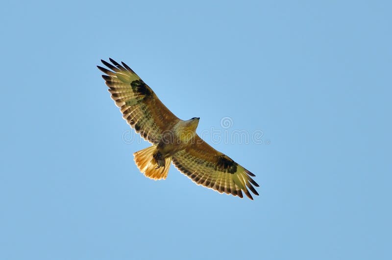 Long-legged Buzzard (Buteo rufinus)