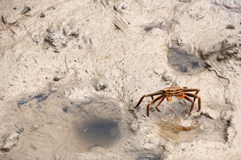 Long legs crab stock image. Image of life, pulau, creature 26262047
