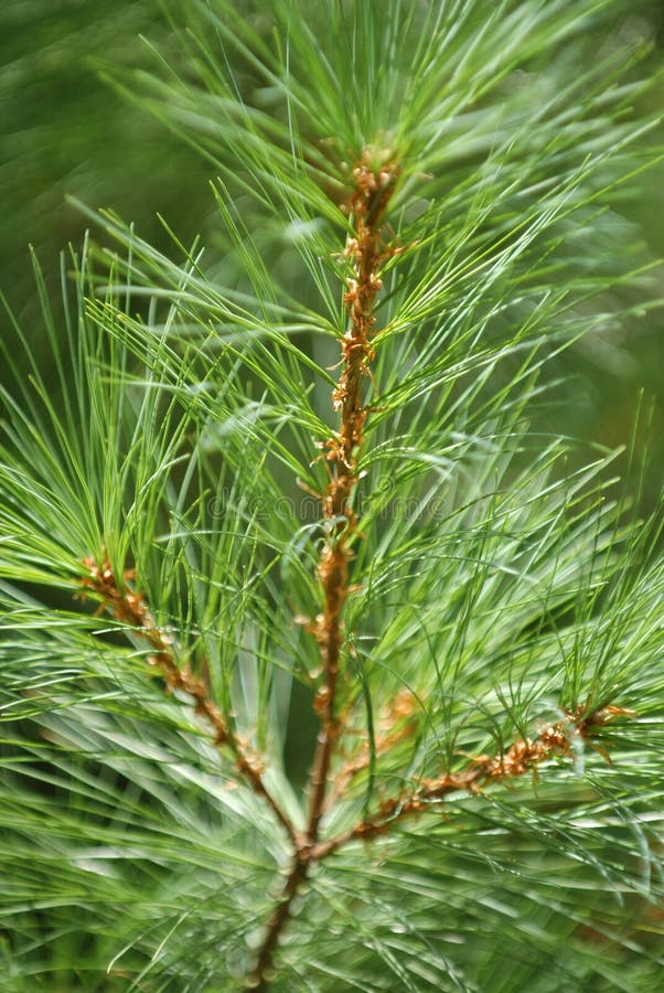 Long Needle Pine Branch