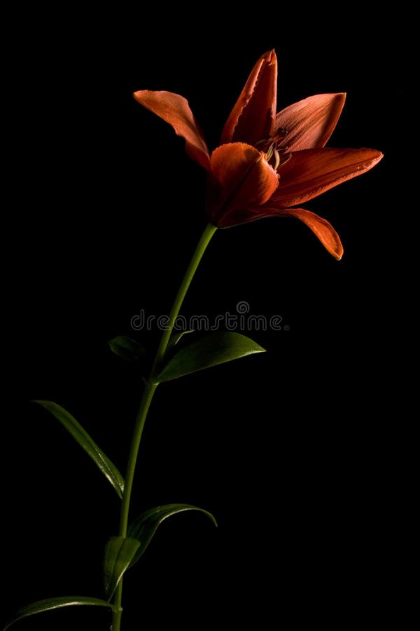 Long Red Lilly Vertical Black Background