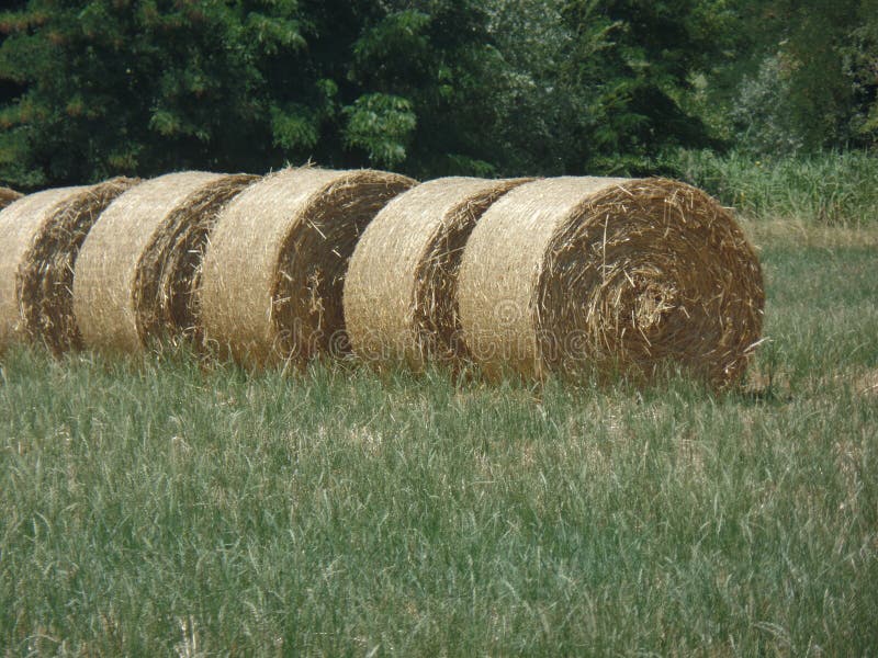 Round Bales of Hay on the Grass Stock Photo Image of bales, large