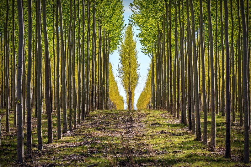 Rows of Trees on an Oregon Tree Farm Stock Image Image of rows
