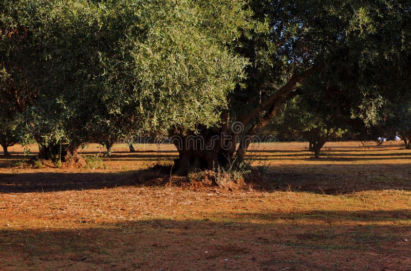 long shadows under old olive tree grove featuring thick gnarled near skala kefalonia greece 161081604