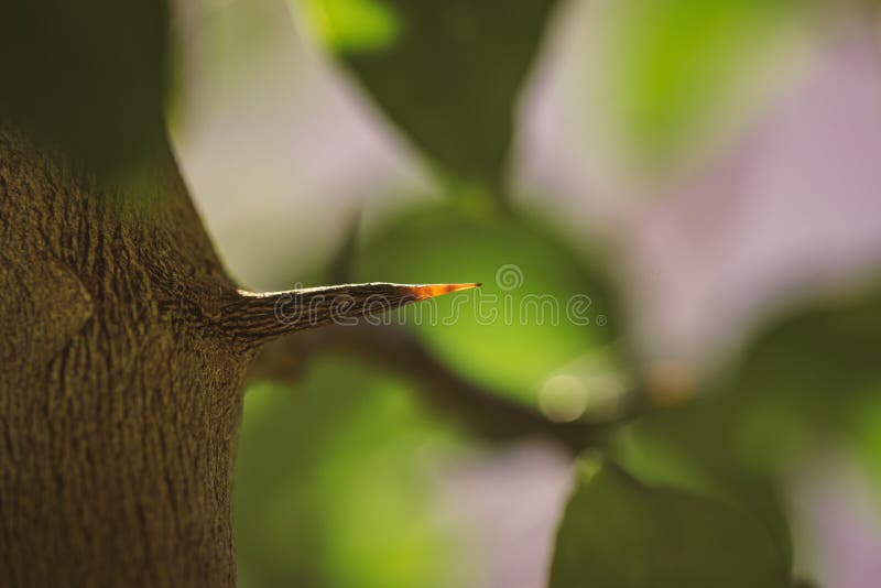 Long and Sharp Thorns or Prickles Protecting a Lemon Tree Stock Image