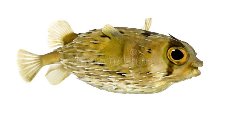 Long-spine porcupinefish also know as spiny balloo